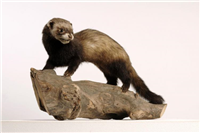 European polecat (Mustela putorius). This is an adult male polecat that was killed on the road by Brandon Hill, Warwickshire in 1990.